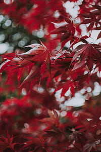 Maple Tree With Red Leaves thumbnail
