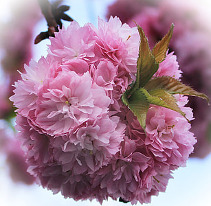Japanese Cherry Blossom, Japanese Cherry thumbnail