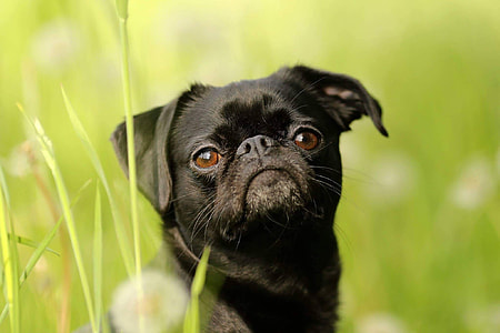 adult black pug sits on grass field during daytime thumbnail