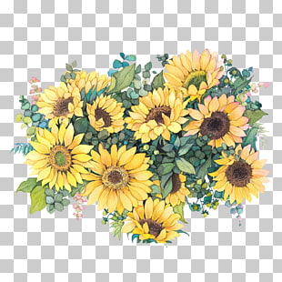 Common sunflower Watercolor painting Illustration, Watercolor flowers, yellow flowers illustration PNG clipart