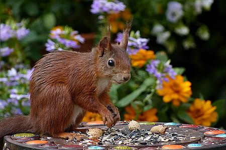 brown squirrel thumbnail