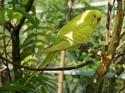 yellow parakeet on tree branch thumbnail
