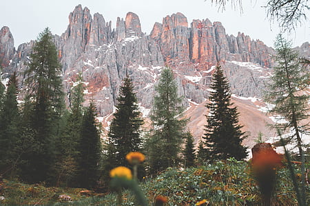 mountain range with forest thumbnail