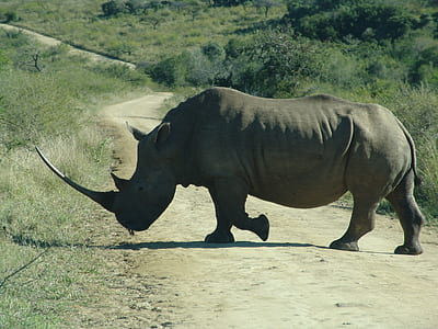 rhinoceros walking on ground thumbnail