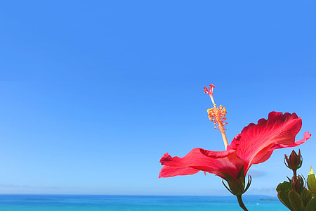 red hibiscus photography with blue sky thumbnail