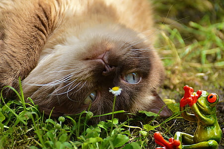 brown and beige cat rolling over green grass while looking at green plastic frog toy thumbnail