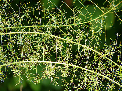 Asparagus Fern, Asparagus Densiflorus thumbnail