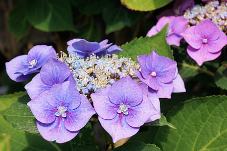 purple hydrangea in close-up photography thumbnail