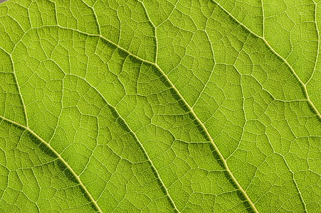 green, leaf, structure, nature, plant, veins thumbnail