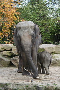 mother and child elephant thumbnail