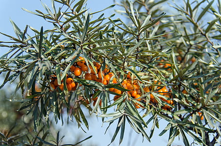 orange cherries tree at daytime thumbnail