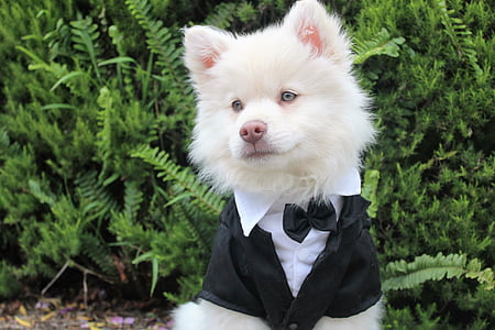 white American eskimo puppy in black suit thumbnail