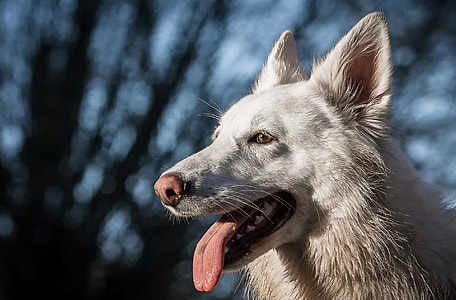 short-coated white dog near trees during daytime thumbnail