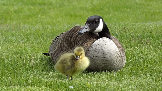 gray goose and yellow chick on grass field during daytime thumbnail