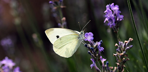 white butterfly on flower at daytime thumbnail