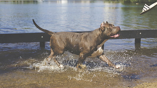adult black and white American pit bull terrier walking in body of water thumbnail