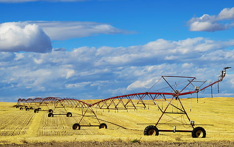 rice field under blue sky at daytime thumbnail