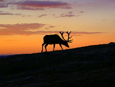 silhouette of moose during golden hour thumbnail