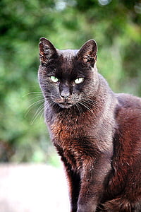 closeup photography of black cat thumbnail
