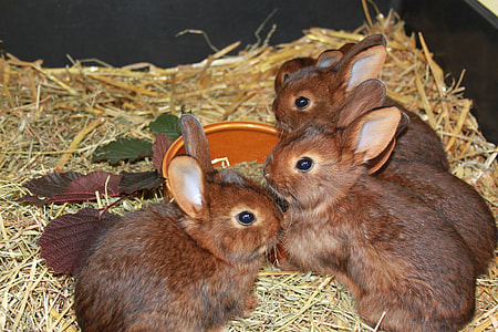 five brown rabbits thumbnail
