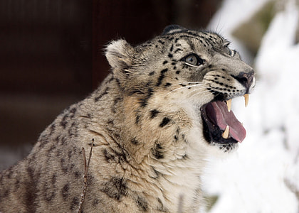 close up photo of hyena thumbnail