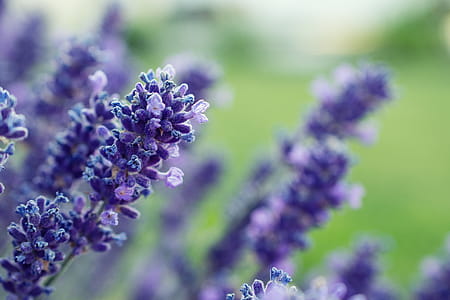Selective Focus Photography of Purple Lavender Flower thumbnail