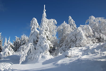 trees covered in snow thumbnail