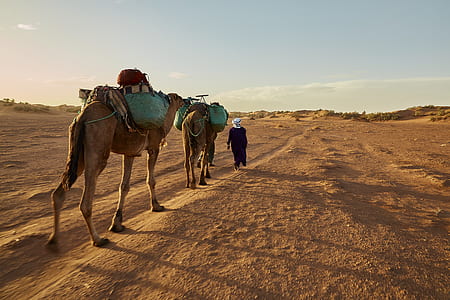 two camel walking on sand thumbnail