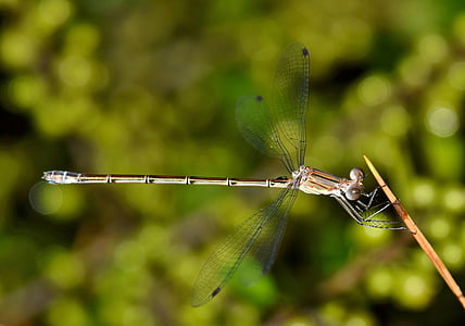 brown damselfly perched on stick selective focus photography thumbnail