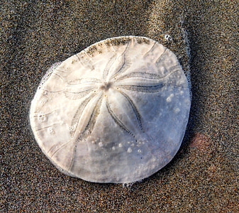 round white shell fossil on gray sand thumbnail