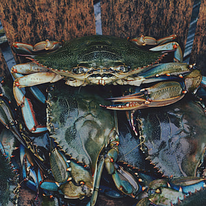 crabs in container thumbnail
