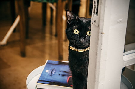 Close-Up Photography of Black Cat thumbnail