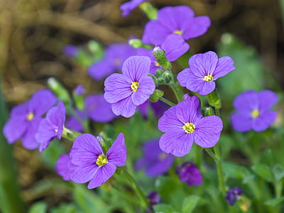 blooming purple petaled flowers close-up photo thumbnail