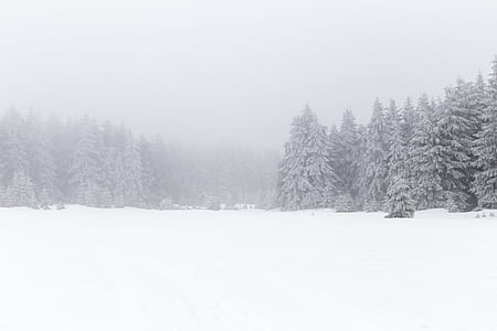 snow covered road between pine trees taken during daytime thumbnail