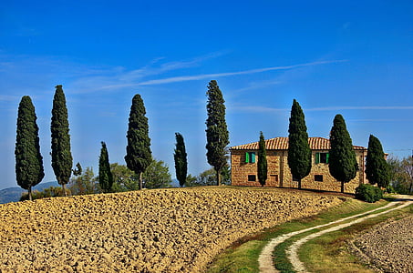 house surround by pine trees thumbnail