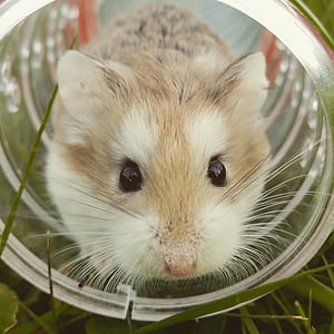 brown and white guinea pig inside clear glass jar thumbnail