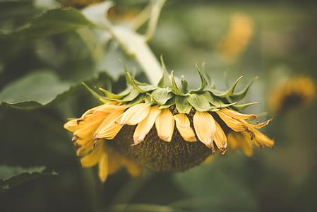 macro shot photography of sunflower thumbnail