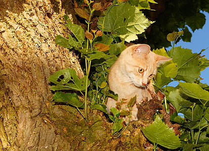 orange tabby cat thumbnail