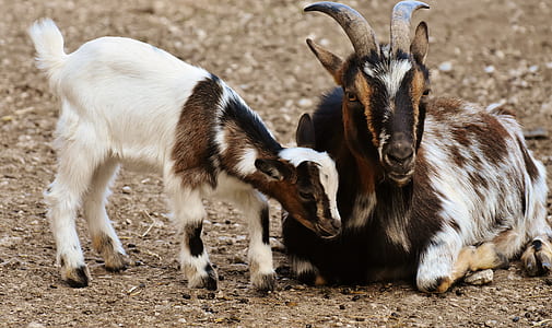 brown, black, and white goat with kid on brown ground thumbnail