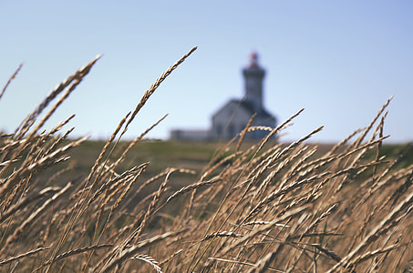 selective focus photography of wheat near building with lighthouse at daytime thumbnail