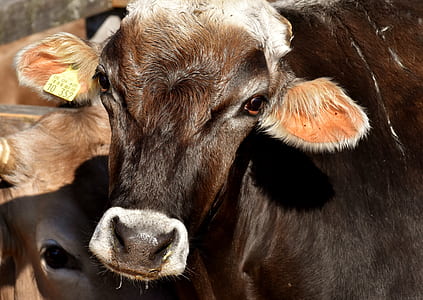 brown and black cow thumbnail