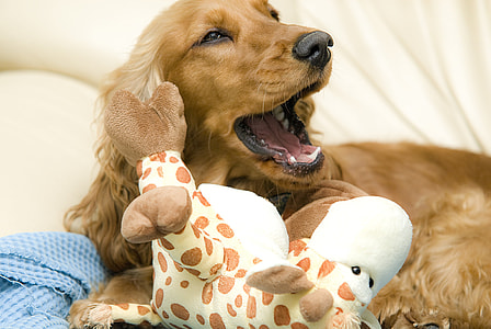 long-coated brown dog thumbnail