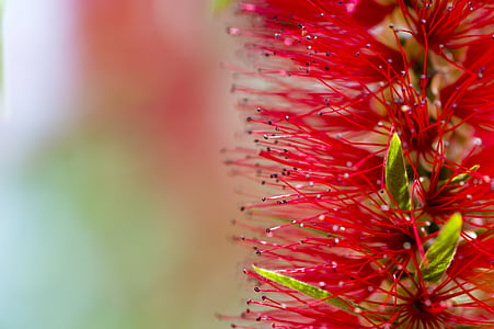 selective focus photography of red petaled flowers thumbnail