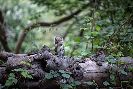 brown and white squirrel on tree log near plants at daytime thumbnail