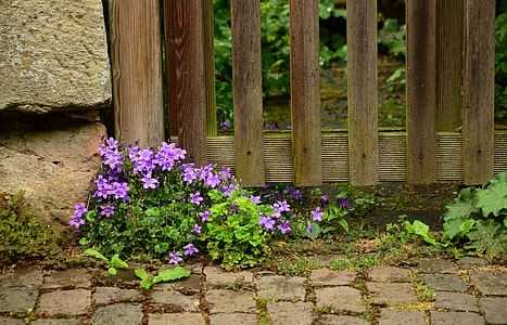 purple flower with green leafed plants near brown wooden fence thumbnail