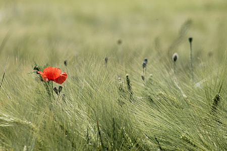 shallow focus photography of red flower thumbnail