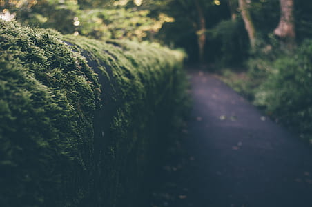 tilt-shift lens photography of hedge thumbnail