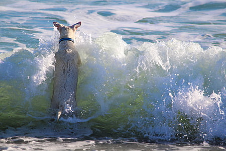adult white and brown Jack Russell terrier swimming on ocean during daytime thumbnail