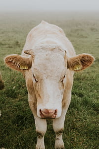 white animal standing on grass thumbnail