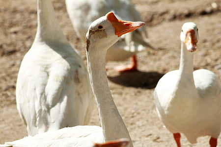 four white ducklings thumbnail